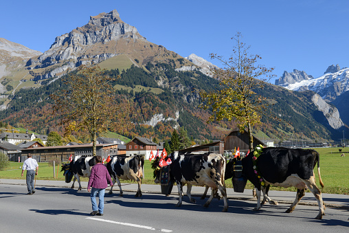 Engelberg: Farmers with a herd of cows on the annual transhumance at Engelberg on the Swiss alps