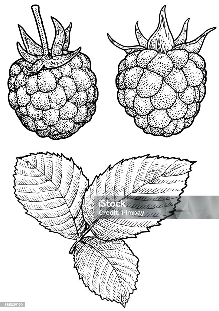 Raspberry Shape Drawing Raspberry Illustration Drawing Engraving Ink Line Art Vector Stock ...
