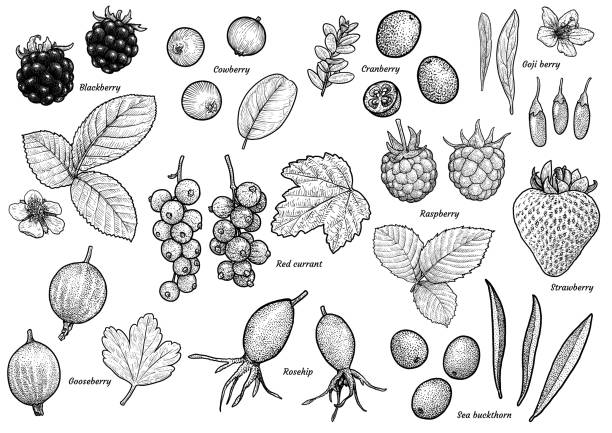 베리 컬렉션 일러스트 레이 션, 드로잉, 판화, 잉크, 라인 아트, 벡터 - gooseberry bush fruit food stock illustrations
