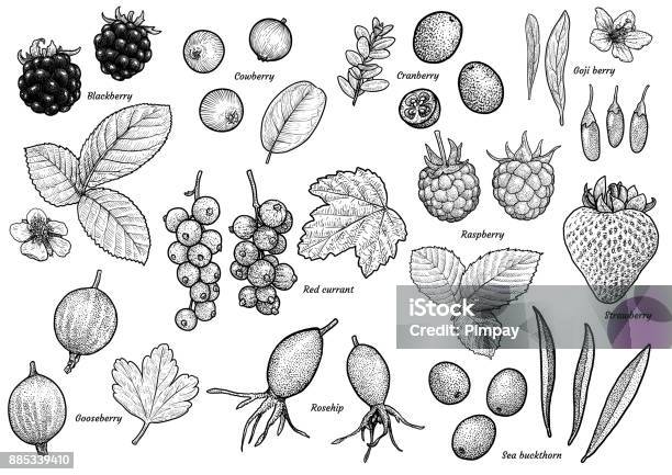 Two Berry Drawing Berry Collection Illustration Drawing Engraving Ink Line Art Vector ...