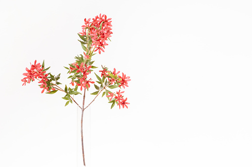 New South Wales Christmas Bush decorative plant