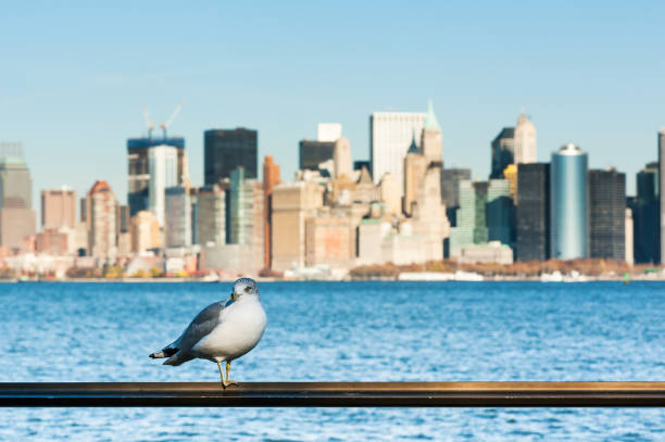 istock Seagull with manhattan buildings in the background 885367494