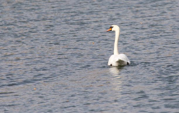 istock White swan on the lake in autumn 885382846