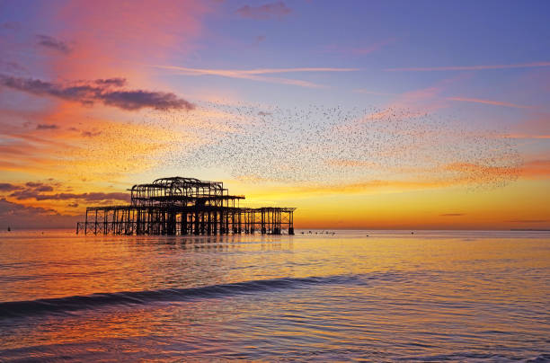 West Pier Murmuration Sunset at the West Pier, Brighton with a starling murmuration in full swing east sussex photos stock pictures, royalty-free photos & images