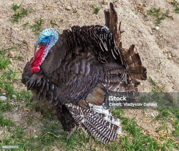 American Male Wild Turkey Gobbles Stock Photo - Download Image Now - Animal,  Bird, Celebration - iStock