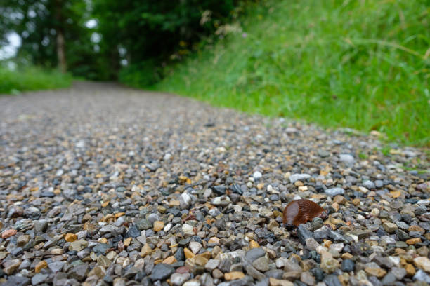 istock Lusitanian slug (Arion vulgaris) on a hiking trail with meadow 885396894