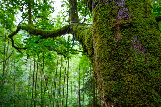 istock Old maple tree with moos and branch in a mountain forest 885396898