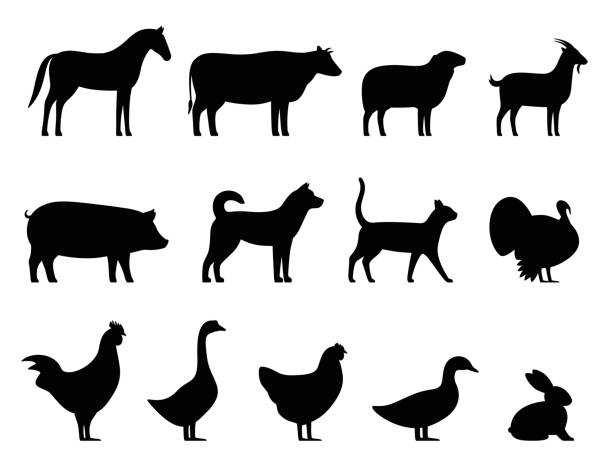 ilustrações de stock, clip art, desenhos animados e ícones de farm animals black icons set, livestock, vector illustration - cattle dog