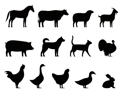 Livestock, Farm animals black icons set, vector illustration