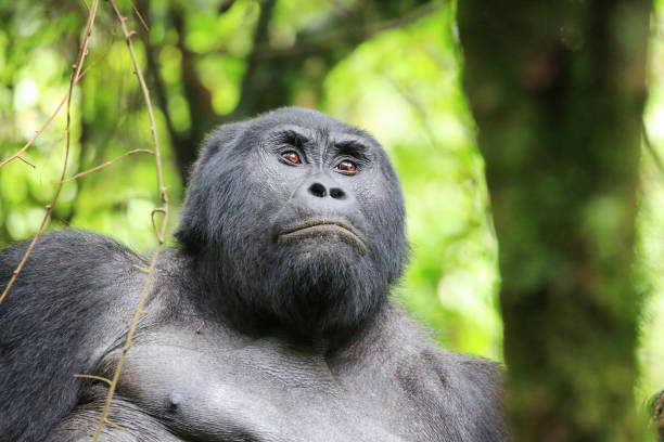 istock Silverback mountain gorilla in the Bwindi Impenetrable Forest National Park in Western Uganda. 885408520