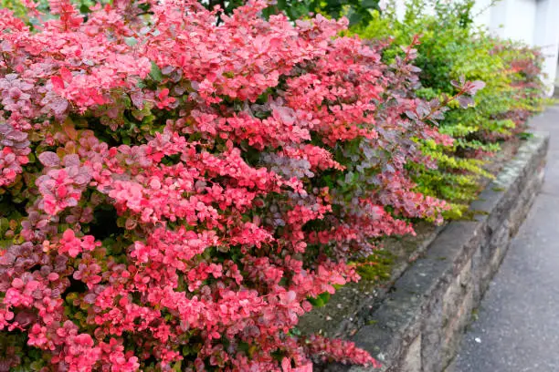 Barberry hedge in red autumn colouring with water drops