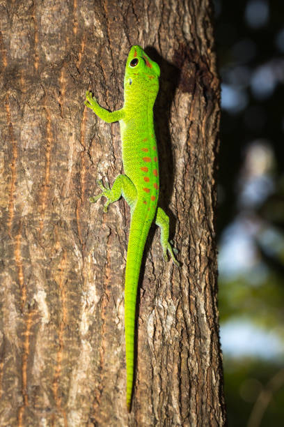 istock Giant day gecko (Phelsuma grandis) lying on a tree branch, Nosy Komba, Madagascar 885409016