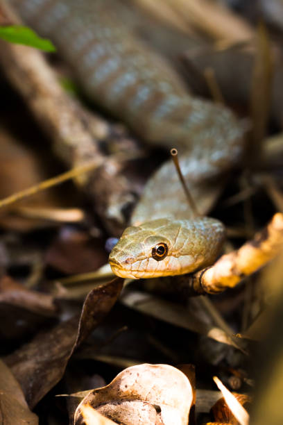 istock Tiny night snake (Ithycyphus miniatus) eating a chameleon, Nosy Komba, Madagascar 885409322