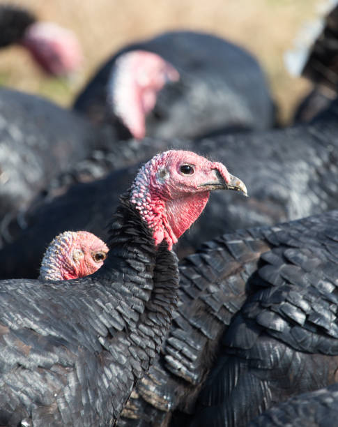 istock farm turkeys outdoors 885412248
