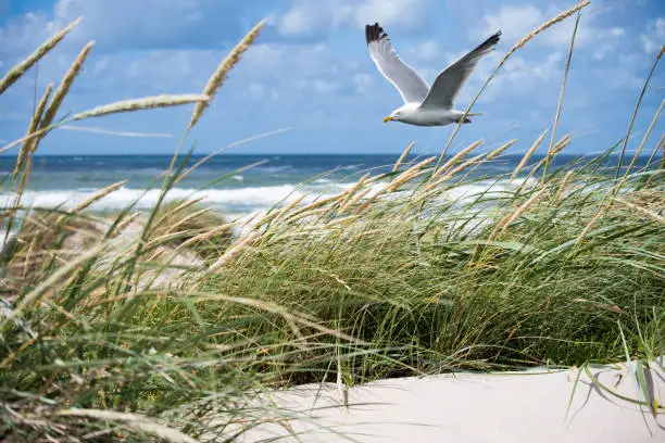A gull flies through the dunes