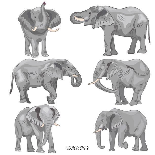 A set of realistic african elephants A set of realistic african elephants. Isolated, each object is located on a separate layer, no background elephant vector illustration stock illustrations