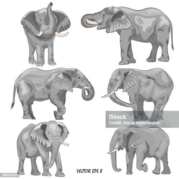 A Set Of Realistic African Elephants Stock Illustration - Download Image Now - Elephant, Vector, Illustration