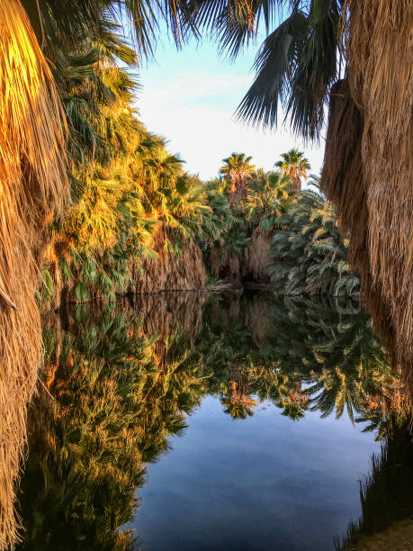 istock Oasis in the desert 885426602