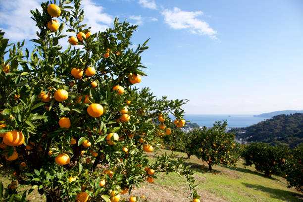istock Mandarin orange orchard in Japan. 885429428