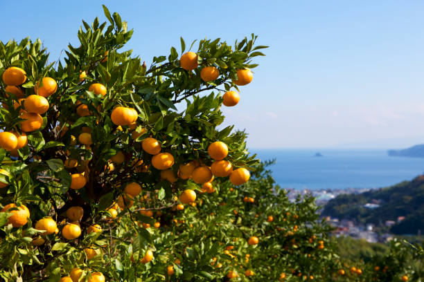 istock Mandarin orange orchard in Japan. 885429450