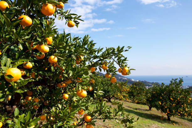 istock Mandarin orange orchard in Japan. 885429674