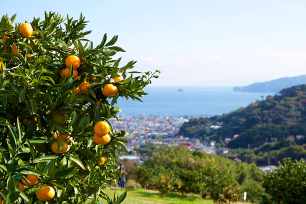 istock Mandarin orange orchard in Japan. 885429712