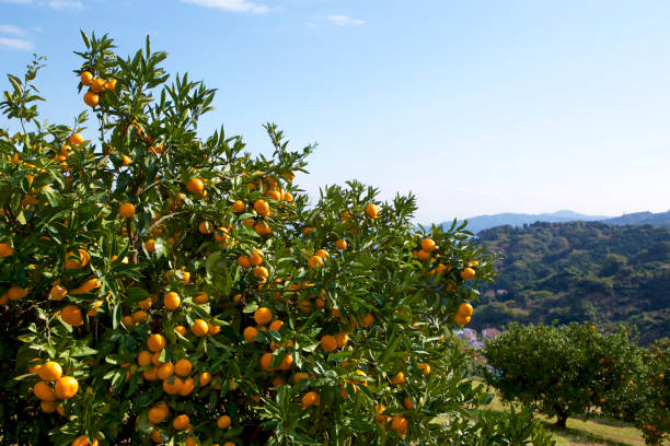 istock Mandarin orange orchard in Japan. 885429780