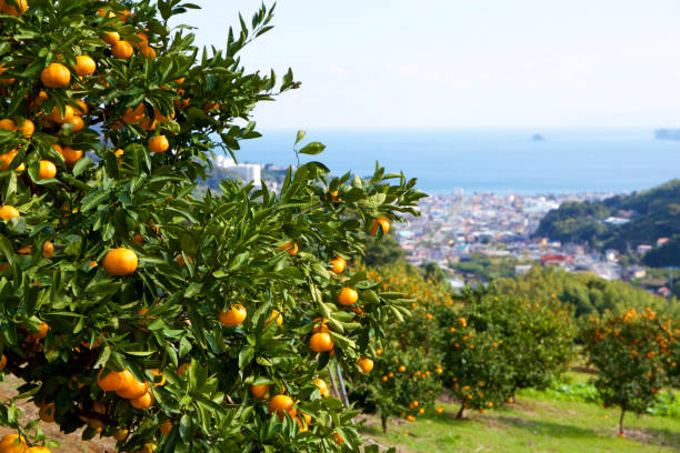 istock Mandarin orange orchard in Japan. 885429836