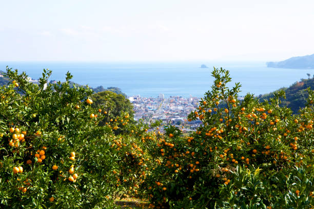 istock Mandarin orange orchard in Japan. 885429858