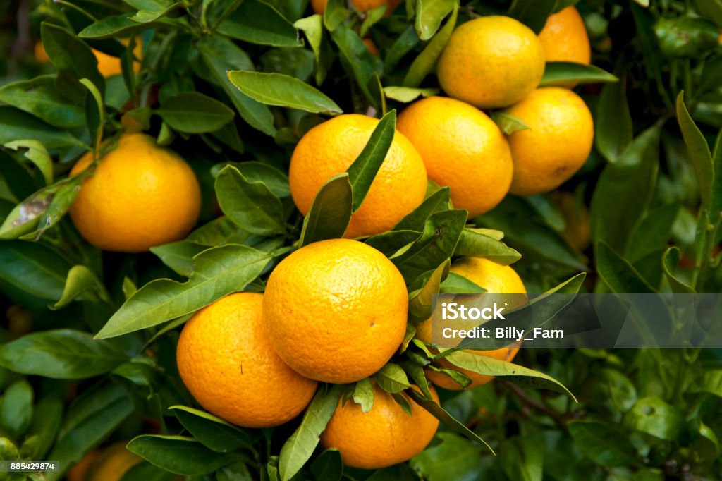 Mandarin orange orchard in Japan. Mandarin orange orchard is the harvest season. Citrus unshiu Stock Photo