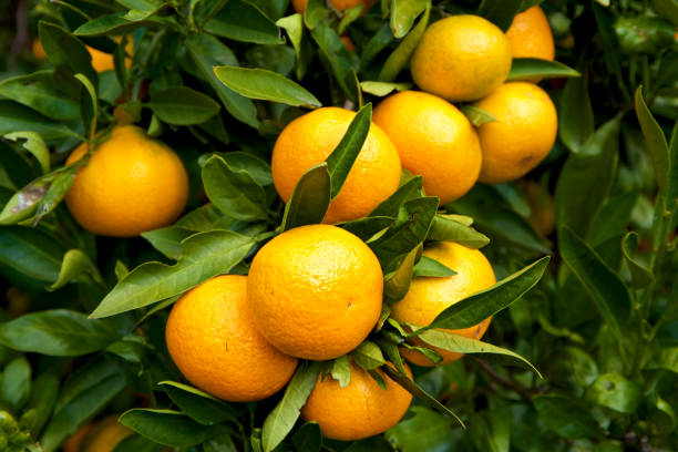 Mandarin orange orchard in Japan. Mandarin orange orchard is the harvest season. tokai region photos stock pictures, royalty-free photos & images