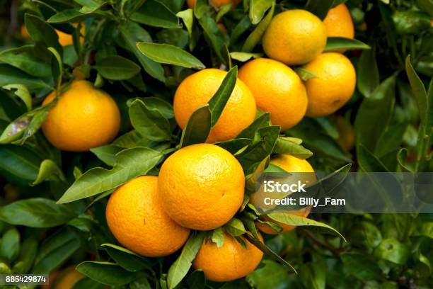Mandarin Orange Orchard In Japan Stock Photo - Download Image Now - Citrus unshiu, Tangerine, Japan