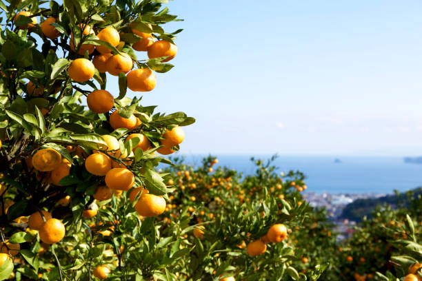 istock Mandarin orange orchard in Japan. 885429954