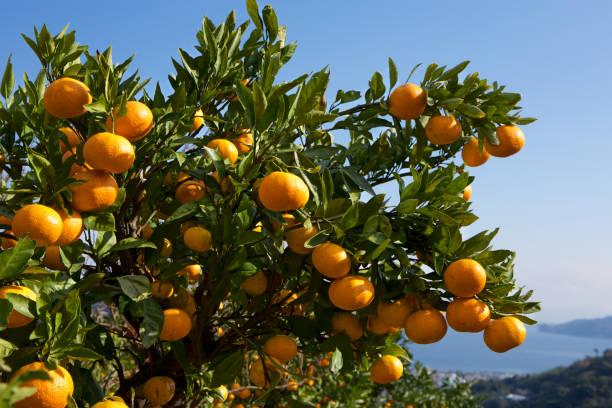 istock Mandarin orange orchard in Japan. 885430004