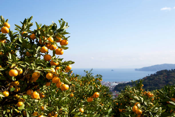 istock Mandarin orange orchard in Japan. 885430110