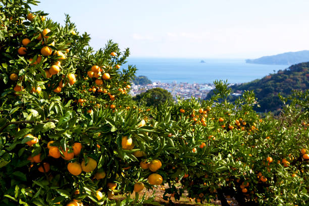 istock Mandarin orange orchard in Japan. 885430154
