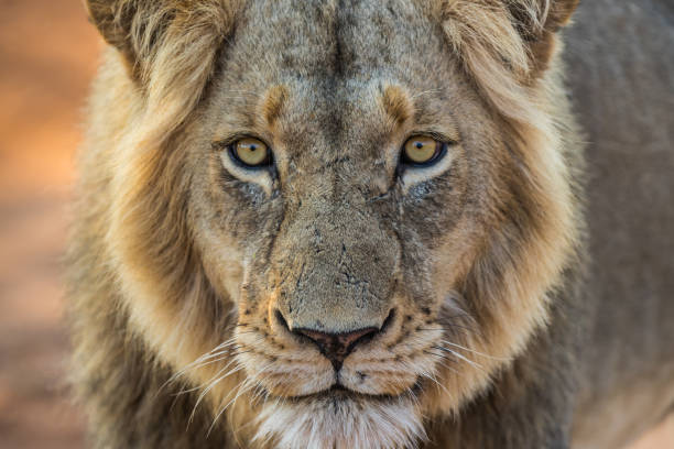 istock In the eye of the lion 885432330