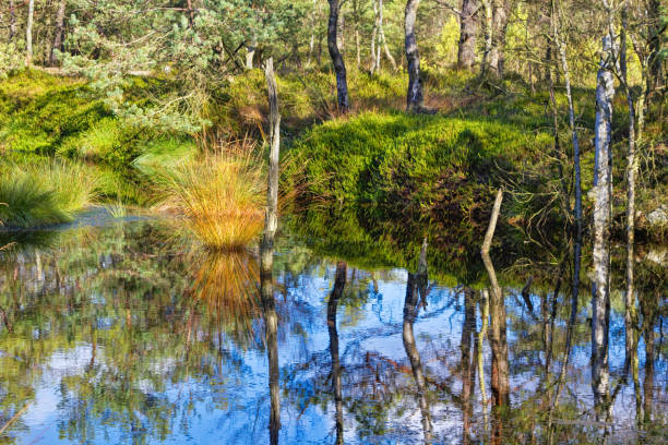 Pietzmoor, nature reserve Lüneburg Heath, Northern Germany Pietzmoor in October, nature reserve Lüneburg Heath, Northern Germany lüneburg heath stock pictures, royalty-free photos & images