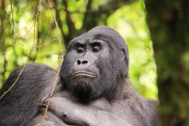 istock Silverback mountain gorilla in the Bwindi Impenetrable Forest National Park in Western Uganda. 885432774