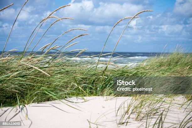 Dunes And Sea Stock Photo - Download Image Now - Summer, Denmark, Sand Dune