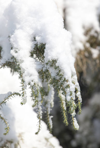istock pine in snow in winter 885440578