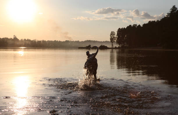 istock The dog is bathing in the lake 885440598