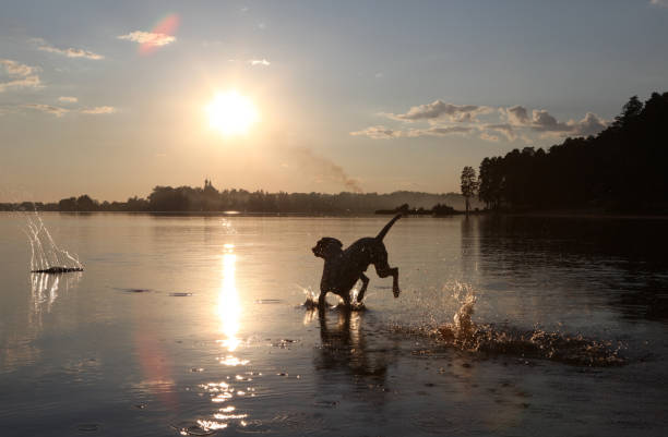 istock The dog is bathing in the lake 885440650