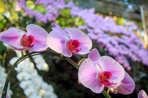 istock Pink Phalaenopsis orchid in garden 885440752