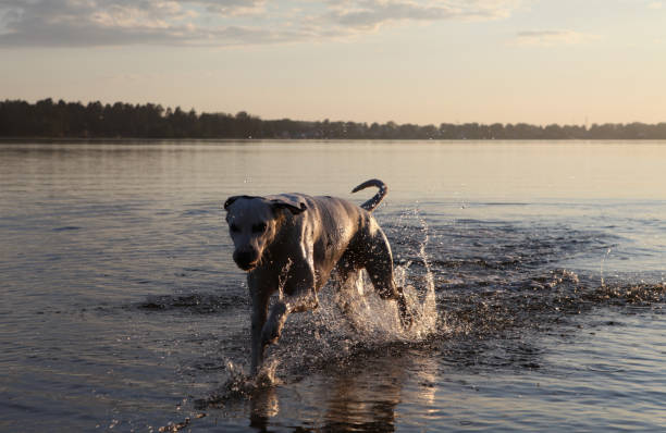 istock The dog is bathing in the lake 885440782