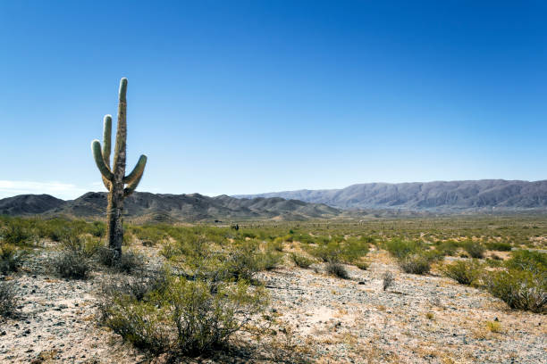 istock Landscapes from Salta Province, Argentina 885441186