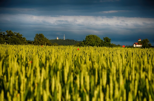 Cornfield with individual poppies. Forest in the background and isolated buildings.