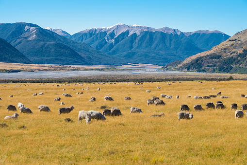 Flock of Sheep in New Zealand