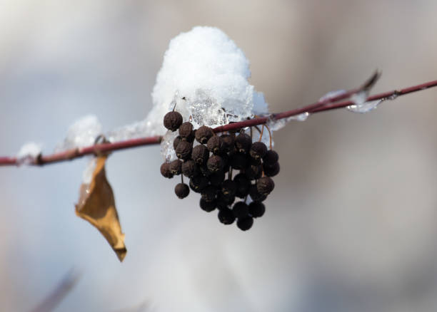 istock black berries in the snow in the winter 885449266