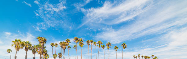 야자수와 캘리포니아에 푸른 하늘 - los angeles county city of los angeles palm tree travel destinations 뉴스 사진 이미지